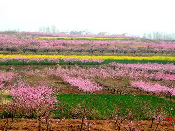 尹集桃花嶺拓展基地